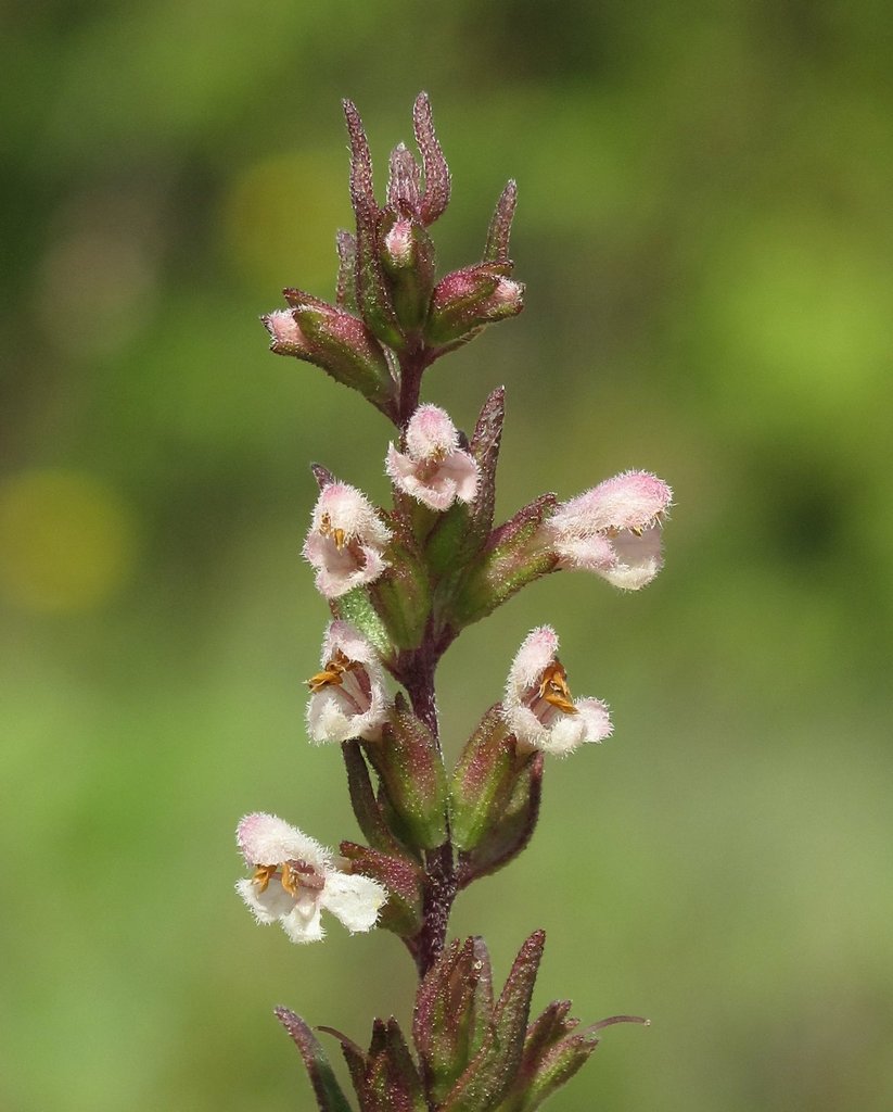 Odontites jaubertianus